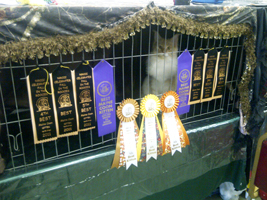 Scout at a kitten show